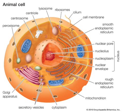 biology pictures animal cell diagram