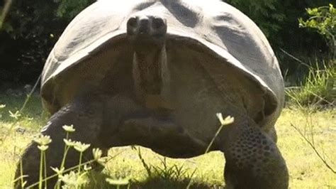 Man Interrupts Tortoise Sex World S Slowest Chase Scene Ensues
