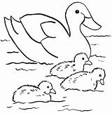 Duck Pato Ducks Podem Beaver Diversos Enfeites Artesanatos Estes Além Utilizados Samanthasbell Poplembrancinhas sketch template