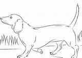 Cani Stilizzati Facili sketch template