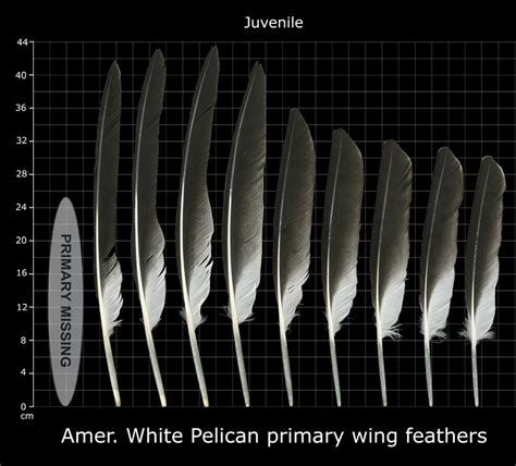 the feather atlas feather identification and scans u s