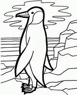 Artic Penguin Sunset Coloring Looking sketch template