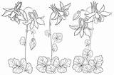 Columbine Flower Aquilegia Vector Bud Illustrations Outline Background Illustration Set Ornate Stock sketch template