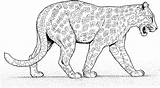 Leopard Colorear Pantera Panther Kleurplaten Ausmalbild Giaguari Giaguaro Como Cats Kolorowanki Onca Onça Boyama Gepardy Leopardy Kleurplaat Caminando Cammina Stampare sketch template