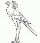 Bird Raptor Prey Raptors sketch template