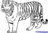 Tiger Draw Step Drawing Siberian Animals sketch template