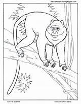 Coloring Primates Book Pages Guenon Monkey Two Colouringpages Au Kids Printable Animal Sykes sketch template