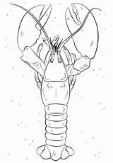 Lobster Coloring Homar Hummer Kreeft Kleurplaat Kolorowanka Kreeften Malvorlage Kategorii Designlooter Wikiclipart Stemmen Stimmen 97kb 480px sketch template