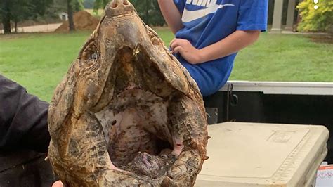 mississippi man catches rare  pound alligator snapping turtle