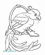 Parrot Coloring Pages Adults Getcolorings sketch template