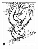 Orangutan Coloring Pages Kids Activities Printer Send Button Special Print Only Click Use Monkey Animal sketch template
