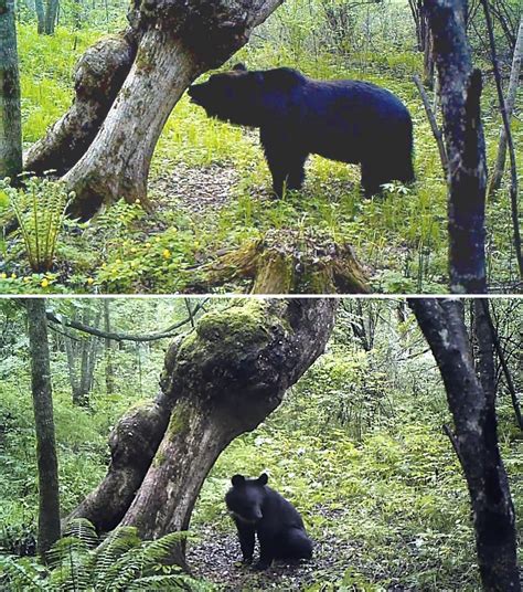 Tiger Vs Brown Bear In The Wild Domain Of The Bears