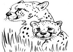 coloring pages cheetah face mammals cheetah  printable