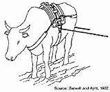 Oxen Getdrawings Drawing sketch template