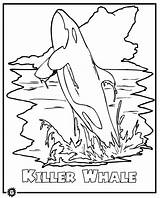 Coloring Whale Killer Pages Orca Color Whales Print Drawing Animals Printable Sheet Getdrawings sketch template