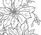Poinsettia Coloring Fruit Christmas Outline National Bit Drawing Kids Sky Color Getdrawings Getcolorings sketch template
