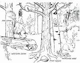 Forest Coloring Pages Habitat Printable Enchanted Getcolorings Sheet Animals sketch template