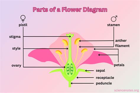 parts   flower diagram  functions  updated trendradars
