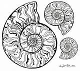 Ammonite Drawing Drawings Ammonites Three Tattoo Paintingvalley Sketch Visit Flickr Choose Board sketch template