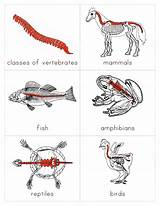 Vertebrates Zoology Montessori Invertebrates Silhouette Vertebrados sketch template