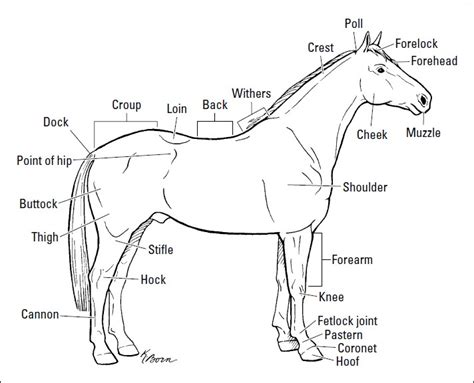 introducing  anatomy   horse  love pets