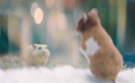 verliefde hamster levert ah prijs op voor beste tv commercial zaanstad