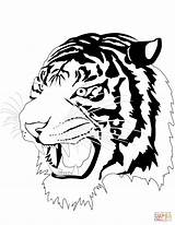 Tiger Coloring Pages Head Drawing Mouth Printable Face Outline Open Tooth Tigers Public Colorings Tags Domain sketch template