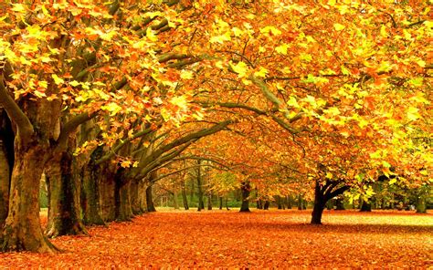 autumn hd widescreen wallpaper  images