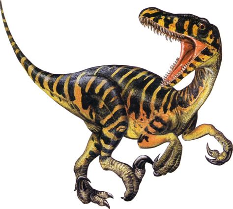 velociraptor pictures facts  dinosaur