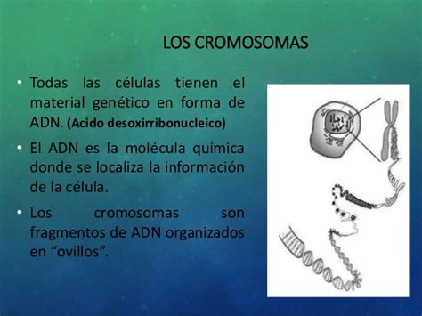 Relación De Cromosomas Genes Y Adn