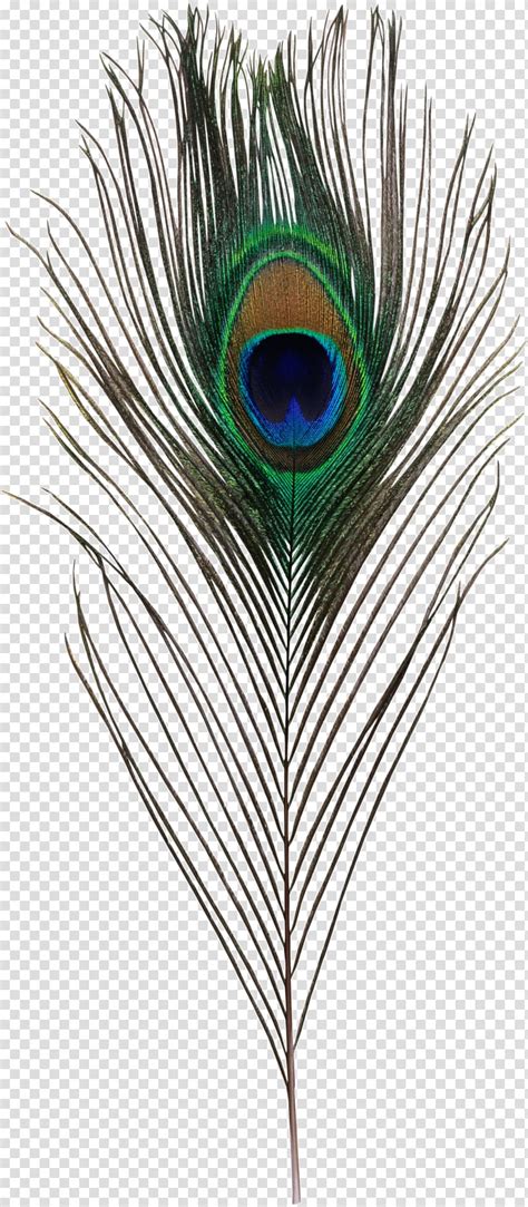 bird asiatic peafowl feather simple eye