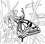 Diwarnai Sofina Swallowtail sketch template