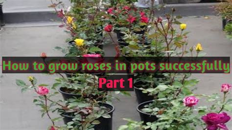 grow roses  pots successfully part  youtube
