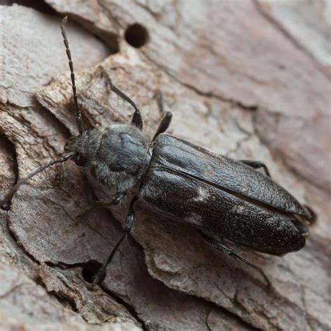 pest id  house borer beetle proactive pest control