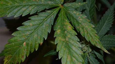 deal  calcium deficiency  cannabis plants