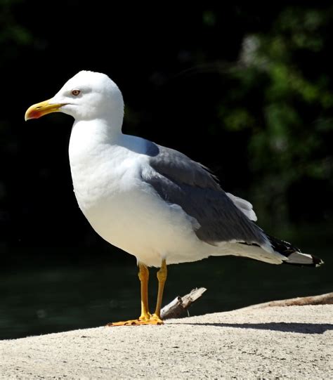 birdwalkermonday yellow legged gull