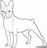 Terrier Boston Coloring Pages French Bulldog Printable Dog Color Drawing Draw Cairn Print Dogs Clipart Puppy Terriers Template Highland West sketch template