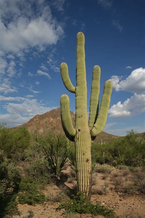 saguaro cactus stock image image  arizona cactus southwest