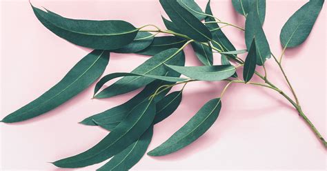 impressive benefits  eucalyptus leaves