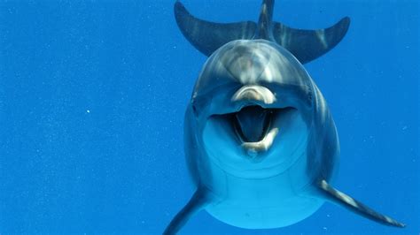 bottlenose dolphin reportedly sparks swimming ban  france
