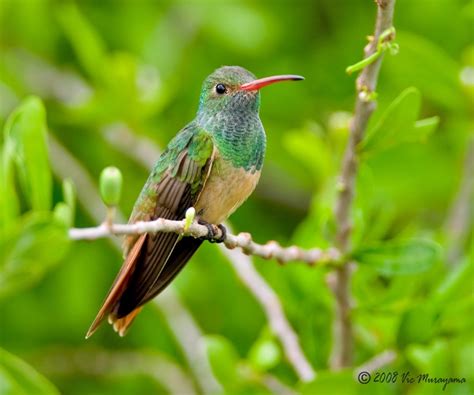 buff bellied hummingbird birdphotoscom