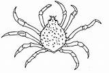 Crab Spider Coloring Designlooter 69kb 336px sketch template