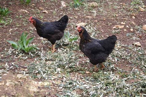 best hatcheries to buy black sex link chicks pampered chicken mama