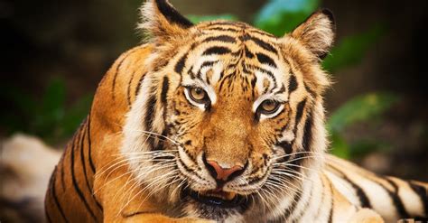 bengal tiger pictures az animals