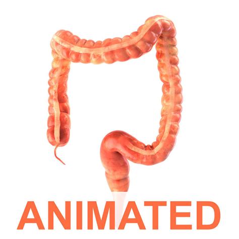 3d model human colon animated vr ar low poly rigged animated cgtrader