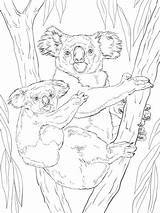 Koala Coloring Baby Pages Printable Koalas Colouring Bear Animals Animal Crafts Kids Supercoloring Drawing Zoo Sheets Mammals Choose Board sketch template