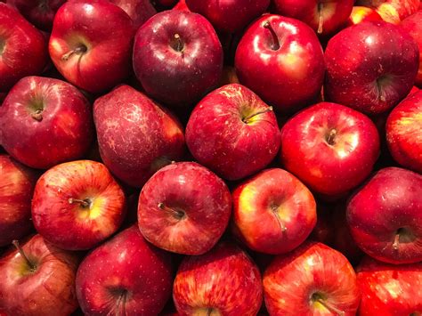 imported apples easier  reach ocean treasure seafood exports