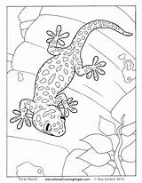 Gecko Coloring Leopard Pages Getcolorings sketch template