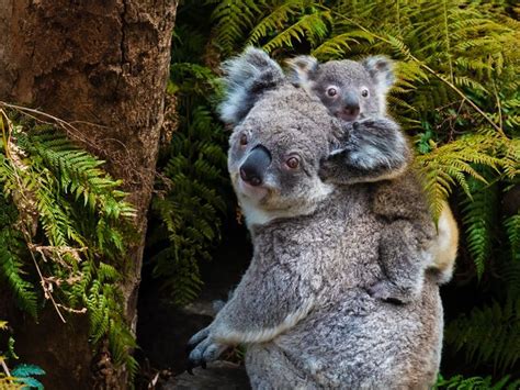 Top 10 Destinations For Wildlife Spotting In Australia Australasia