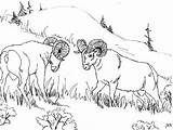 Coloring Bighorn Sheep Designlooter sketch template